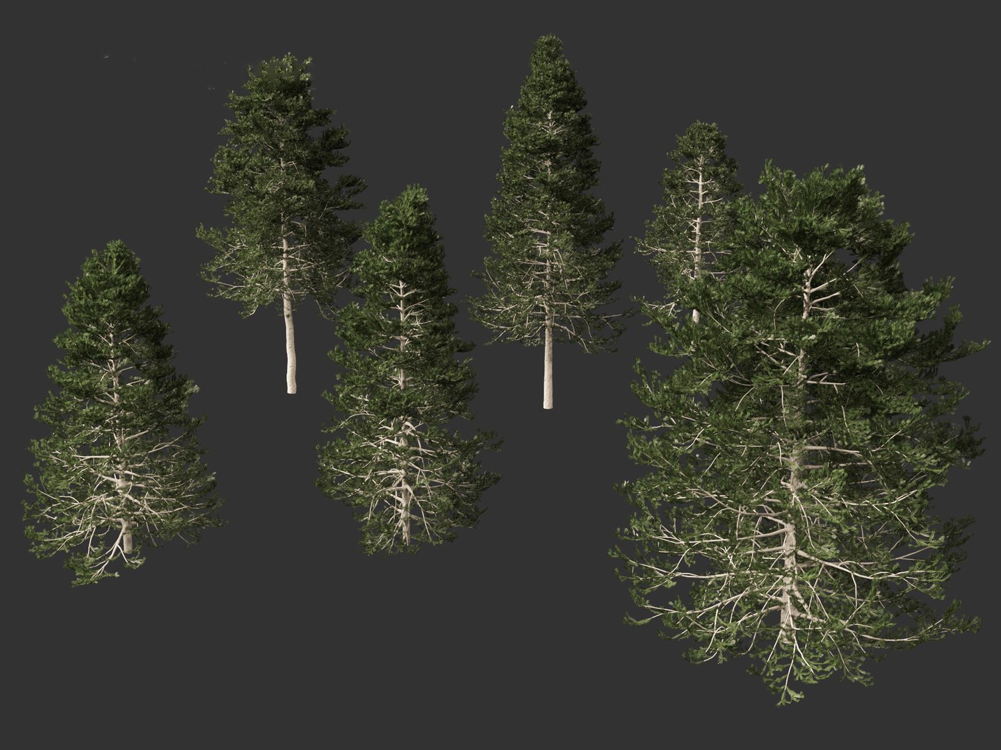 Pseudotsuga menziesi - Douglas fir 3D model https://p.turbosquid.com/ts-thumb/pJ/orqsH9/8r/pseudotsugamenziesi018/jpg/1714395862/1920x1080/fit_q87/d18be0708297ff662c1e9e5b712d37d469942836/pseudotsugamenziesi018.jpg