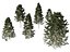 Pseudotsuga menziesi – daglezja