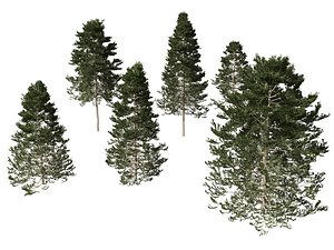 Pseudotsuga menziesi - Douglas fir