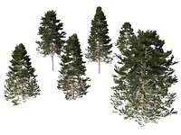 Pseudotsuga menziesi - Douglas fir
