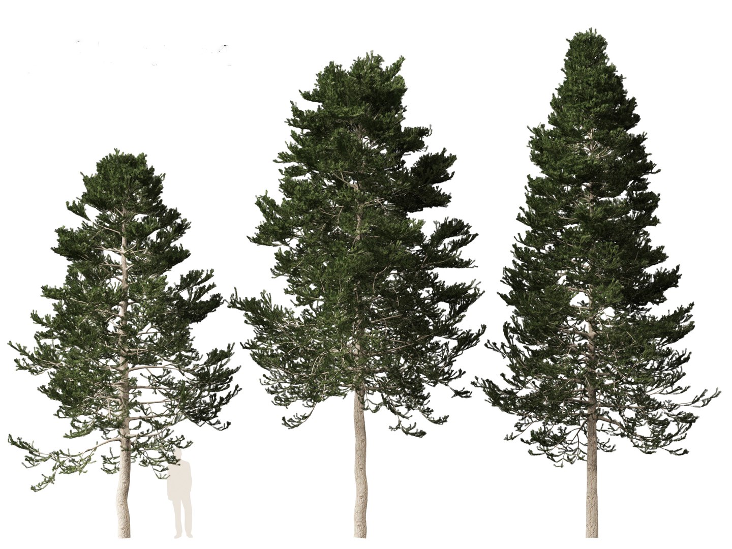Pseudotsuga menziesi - Douglas fir 3D model https://p.turbosquid.com/ts-thumb/pJ/orqsH9/J5/pseudotsugamenziesi015/jpg/1714395851/1920x1080/fit_q87/b70d34d4c4973c03963805a08b530d1529bcc0bc/pseudotsugamenziesi015.jpg
