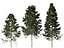 Pseudotsuga menziesi – daglezja