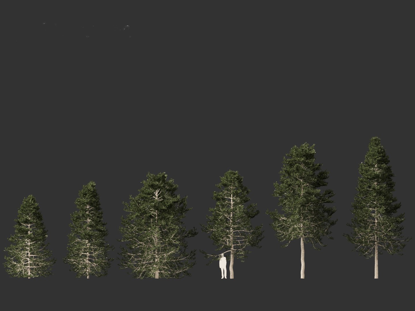 Pseudotsuga menziesi - Douglas fir 3D model https://p.turbosquid.com/ts-thumb/pJ/orqsH9/Vq/pseudotsugamenziesi012/jpg/1714395826/1920x1080/fit_q87/01436e6d5c2263a07c98e753dc0d776ab9819a68/pseudotsugamenziesi012.jpg