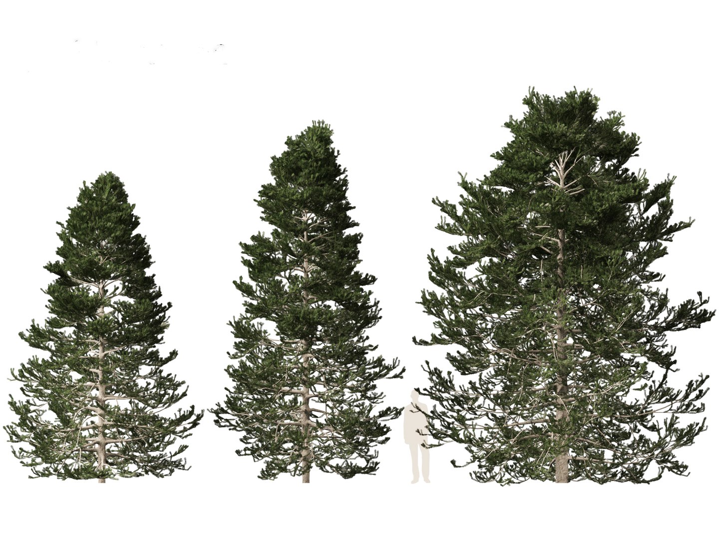 Pseudotsuga menziesi - Douglas fir 3D model https://p.turbosquid.com/ts-thumb/pJ/orqsH9/fs/pseudotsugamenziesi013/jpg/1714395834/1920x1080/fit_q87/dcc4d4aec2c635bbbf8aece761453ad00b9b1211/pseudotsugamenziesi013.jpg