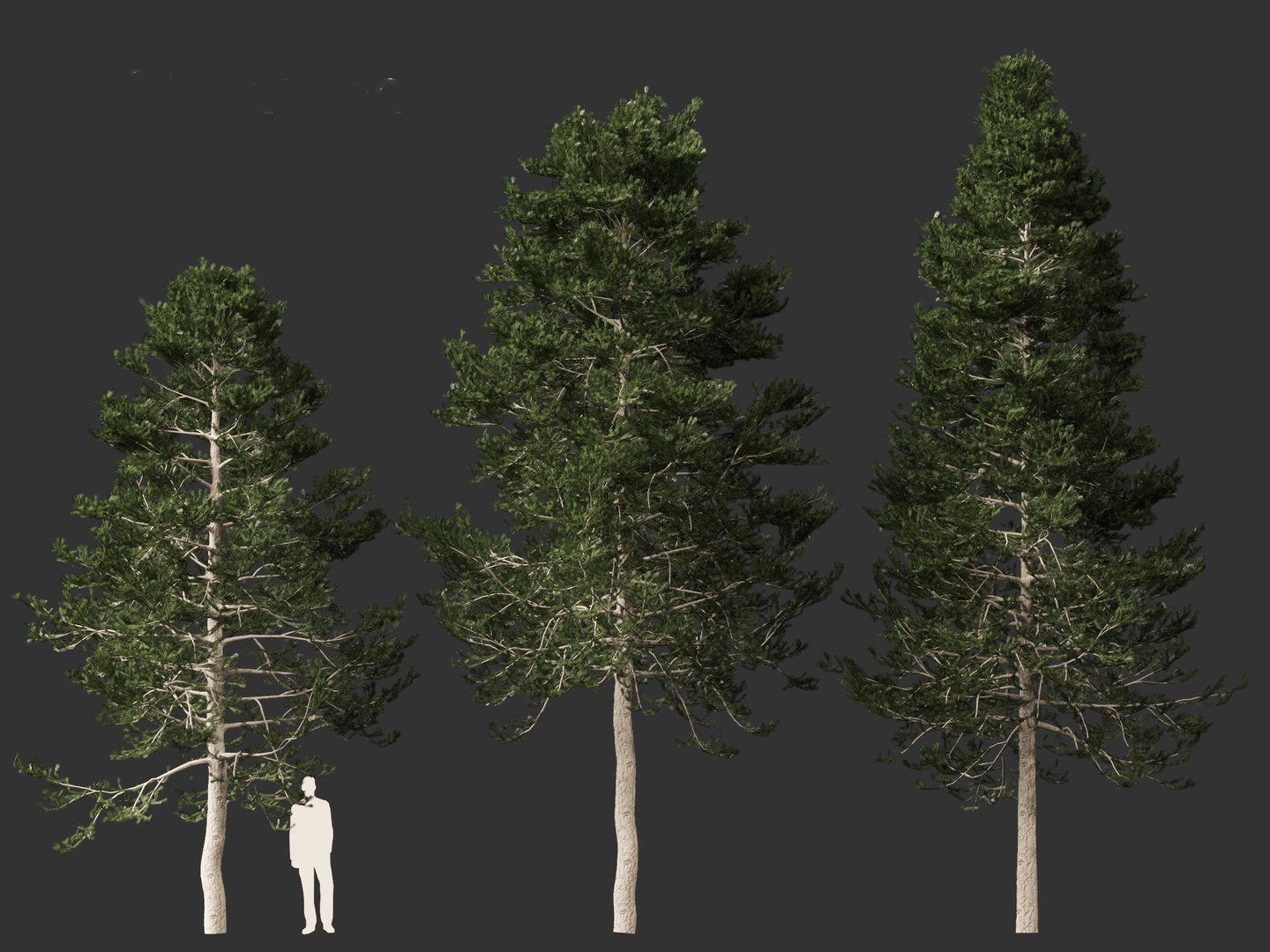 Pseudotsuga menziesi - Douglas fir 3D model https://p.turbosquid.com/ts-thumb/pJ/orqsH9/g3/pseudotsugamenziesi016/jpg/1714395857/1920x1080/fit_q87/3aad545e14be2f7ba28895a3a49da4c5c899e4c6/pseudotsugamenziesi016.jpg