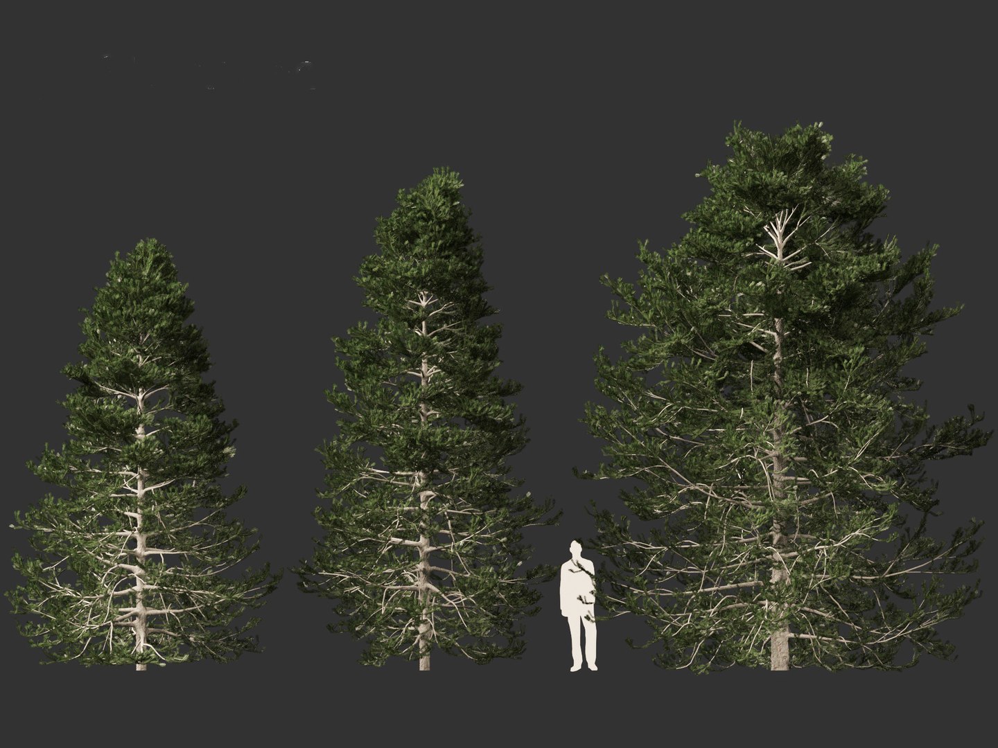 Pseudotsuga menziesi - Douglas fir 3D model https://p.turbosquid.com/ts-thumb/pJ/orqsH9/jb/pseudotsugamenziesi014/jpg/1714395842/1920x1080/fit_q87/ad2ef801d3fd65c8f22bc0e599d5ec4d11592529/pseudotsugamenziesi014.jpg