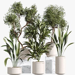 3D AV Indoor Plants Set 311 Olivo Olea Tree and Aspidistra Elatior Cast iron and Warneckii Lemon Lime