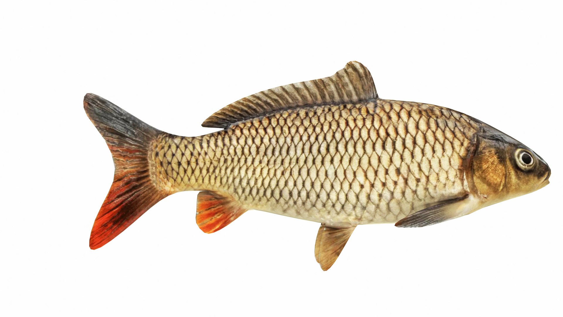 Carp Fish Model - TurboSquid 2386908
