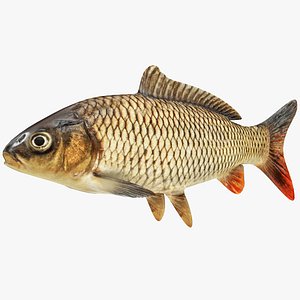 Carp Fish