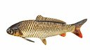 Carp Fish