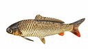 Carp Fish