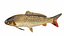 Underwater Animals Big Collection 34 in 1
