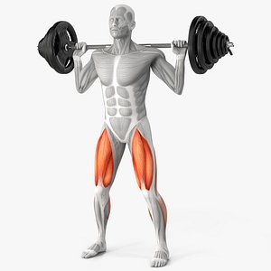 3D Male Muscular System Anatomy Squats