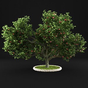 apple tree 3D model
