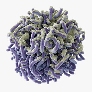 3D E coli Bacteria