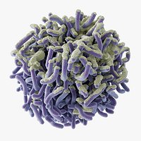 E coli Bacteria