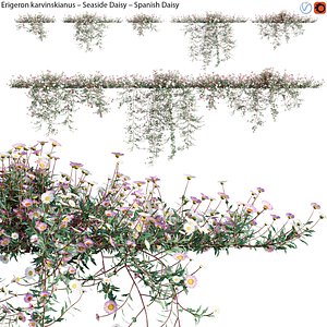 Erigeron karvinskianus 02 3D model