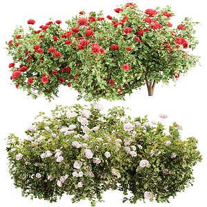 Rose Bushes Collection V01 3D