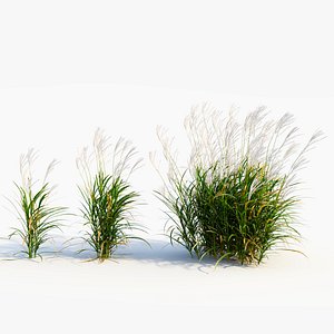 Miscanthus sinensis a
