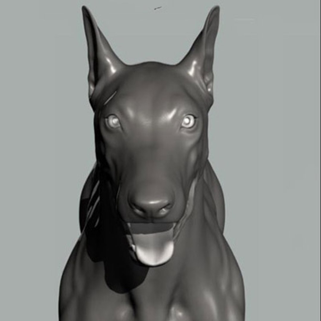 3d dog canine anatomy model