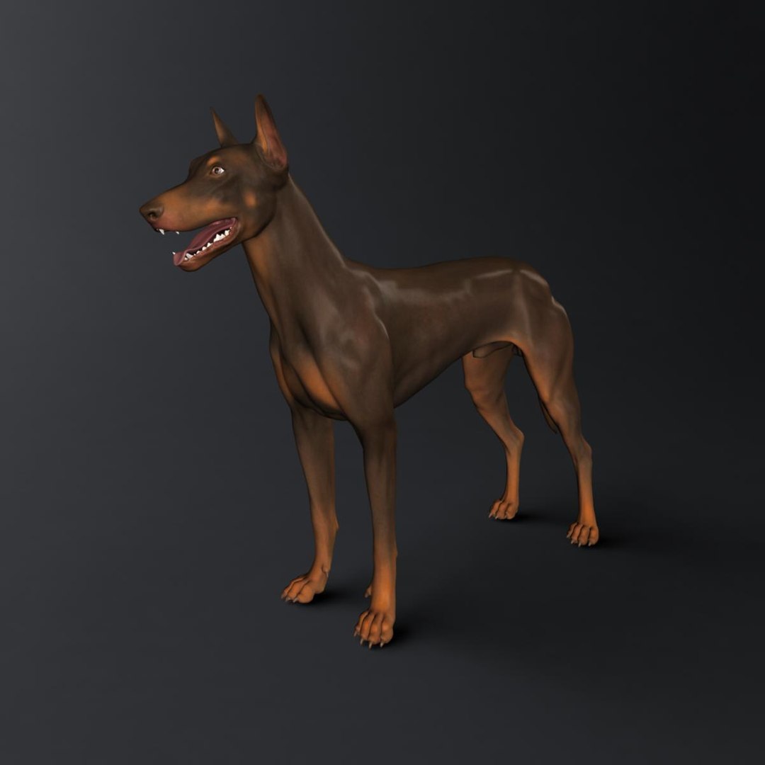 3d dog canine anatomy model