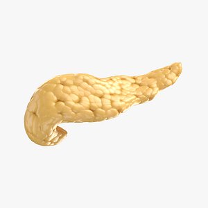 Human pancreas anatomy