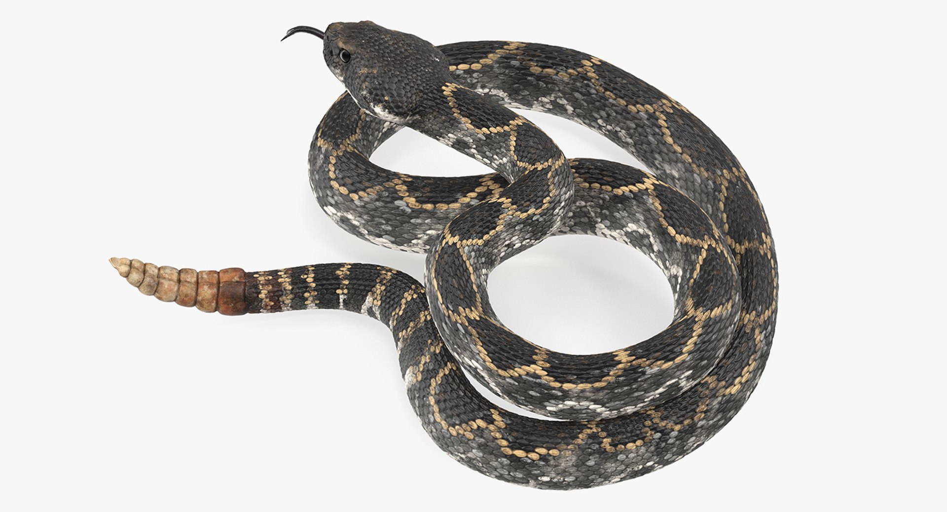 dark rattlesnake snake rattle 3D model https://p.turbosquid.com/ts-thumb/pK/uk2m3W/4TZdoKEW/darkrattlesnake3dsmodel004/jpg/1555467001/1920x1080/fit_q87/384d6e422448e622c0f8bbc5fbed34db95016131/darkrattlesnake3dsmodel004.jpg
