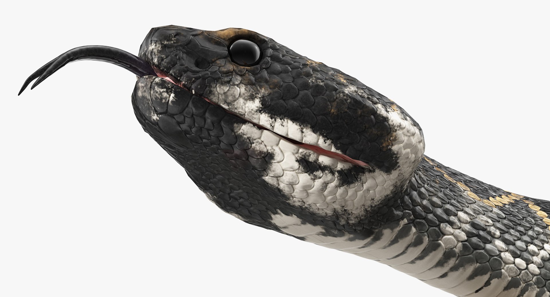 dark rattlesnake snake rattle 3D model https://p.turbosquid.com/ts-thumb/pK/uk2m3W/64OIITRL/darkrattlesnake3dsmodel008/jpg/1555467016/1920x1080/fit_q87/b84dc252e2ad622cf2a6275e32868a78a61f0901/darkrattlesnake3dsmodel008.jpg