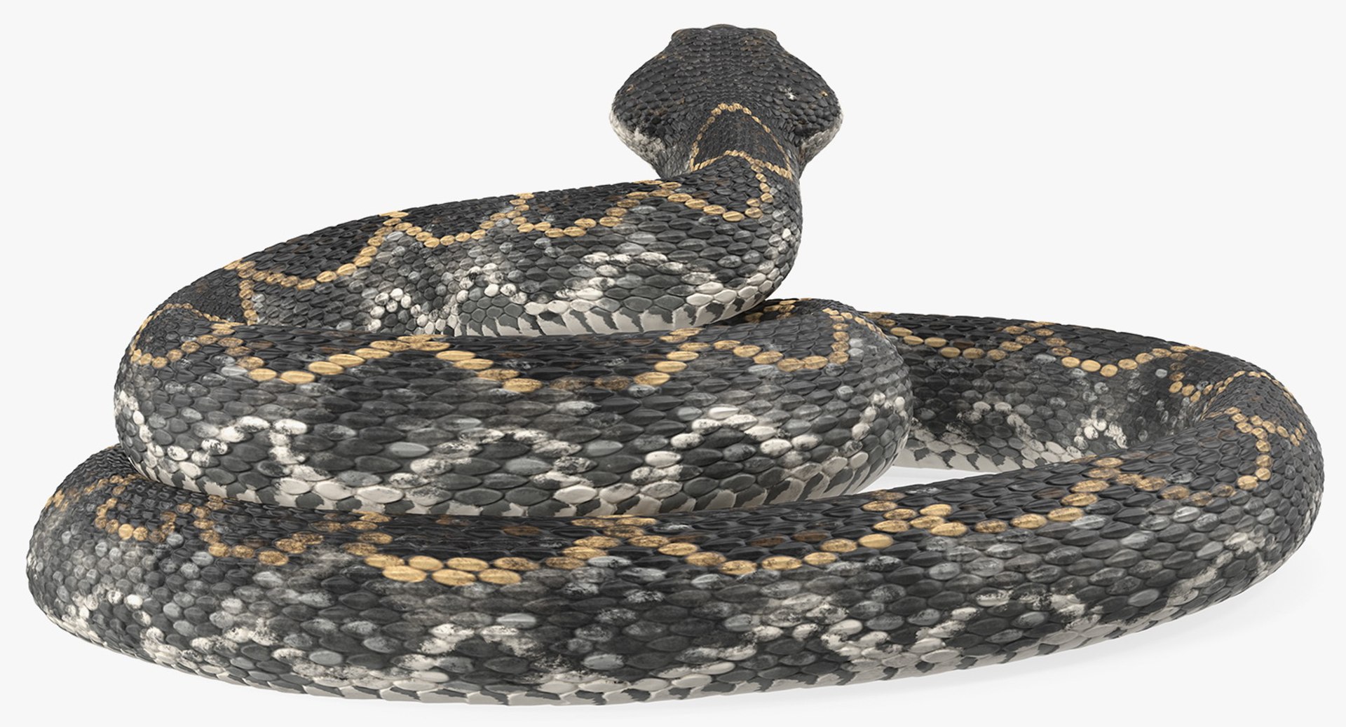 dark rattlesnake snake rattle 3D model https://p.turbosquid.com/ts-thumb/pK/uk2m3W/cj11pILc/darkrattlesnake3dsmodel006/jpg/1555467009/1920x1080/fit_q87/15cbfc5b4f71514eef92b21a2cfadb1a3683e29a/darkrattlesnake3dsmodel006.jpg