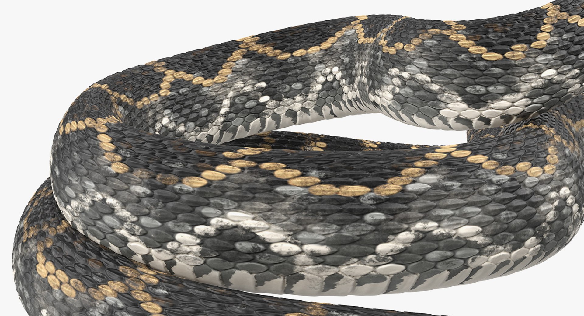 dark rattlesnake snake rattle 3D model https://p.turbosquid.com/ts-thumb/pK/uk2m3W/pWlhHMd2/darkrattlesnake3dsmodel012/jpg/1555467029/1920x1080/fit_q87/d5bdc2a79ff889dcd4a57ebcaccd73fcbbab225c/darkrattlesnake3dsmodel012.jpg