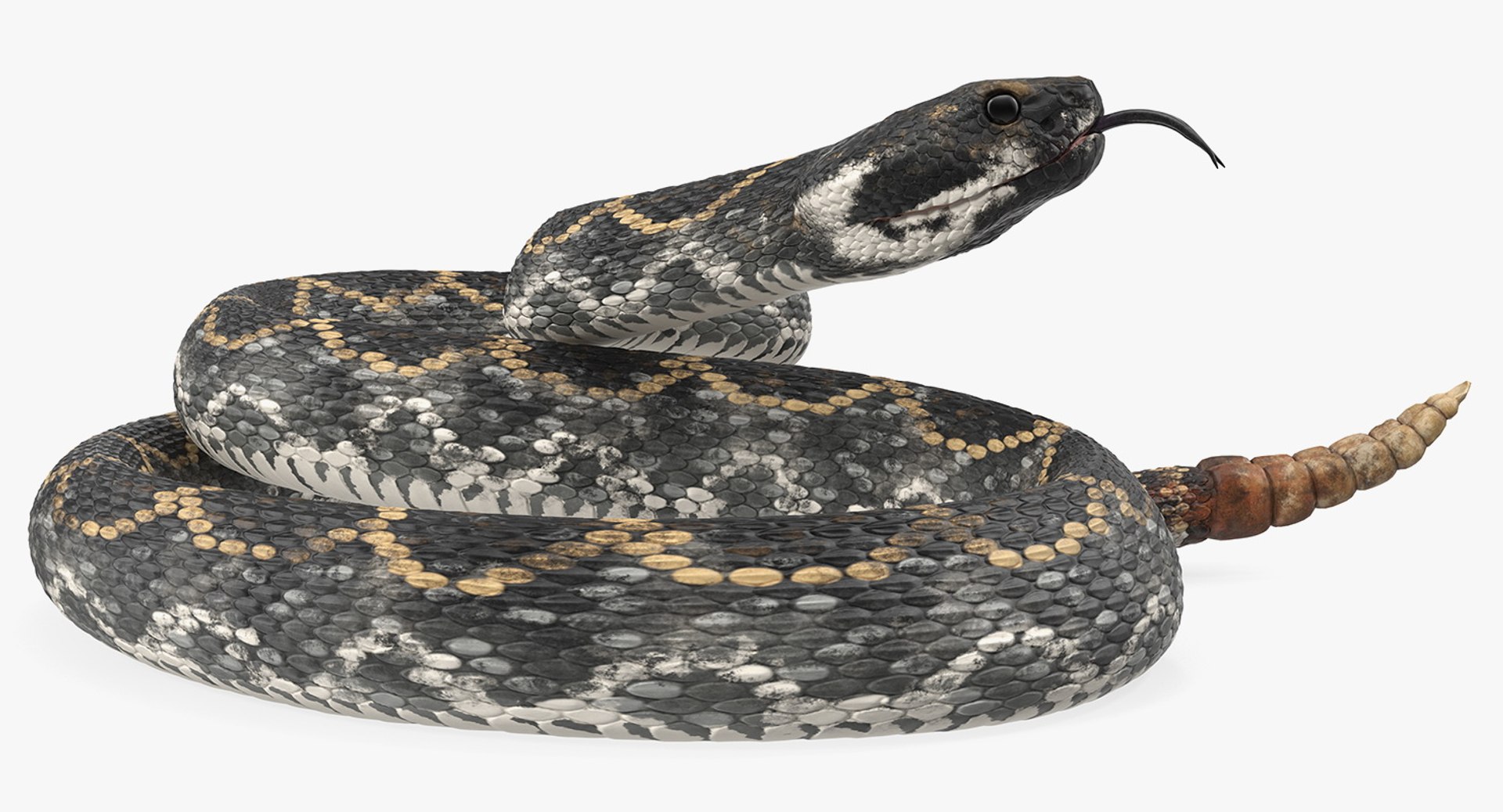 dark rattlesnake snake rattle 3D model https://p.turbosquid.com/ts-thumb/pK/uk2m3W/umST85M4/darkrattlesnake3dsmodel005/jpg/1555467005/1920x1080/fit_q87/4094f3c507affcd79e005cce5f2ff1ac3ac29ca5/darkrattlesnake3dsmodel005.jpg