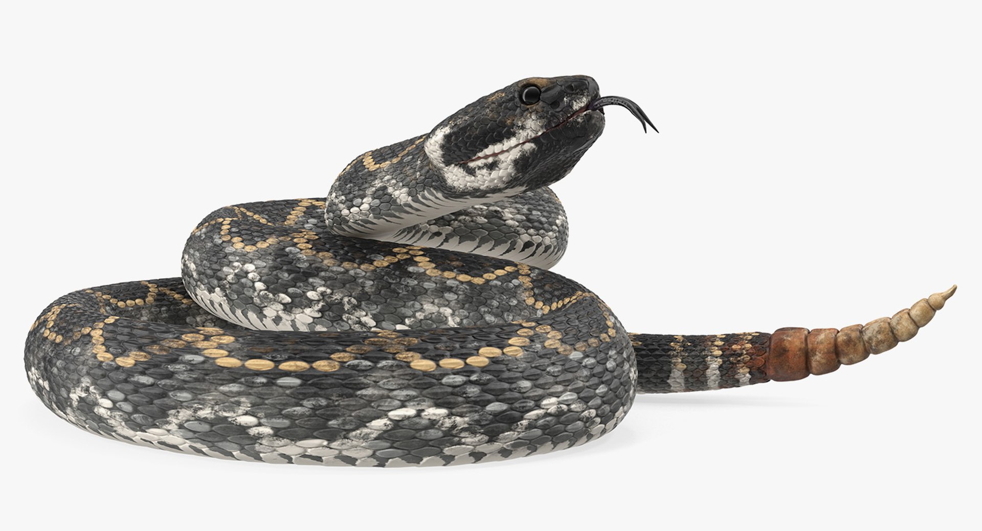 dark rattlesnake snake rattle 3D model https://p.turbosquid.com/ts-thumb/pK/uk2m3W/yuYX1lbi/darkrattlesnake3dsmodel009/jpg/1555467019/1920x1080/fit_q87/a80b79640b1630ea5824db091f00dd9714b27a27/darkrattlesnake3dsmodel009.jpg