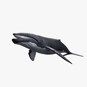 3d humpback whale