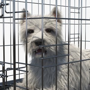 West Highland White Terrier Lying Down Pose in Cage Fur for Maya
