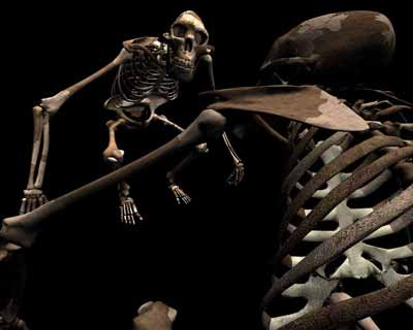 3d model skeleton australopithecus aka lucy