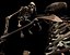 LUCY australopithecus afarensis