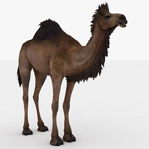 3D Camel Rigged and Animated model