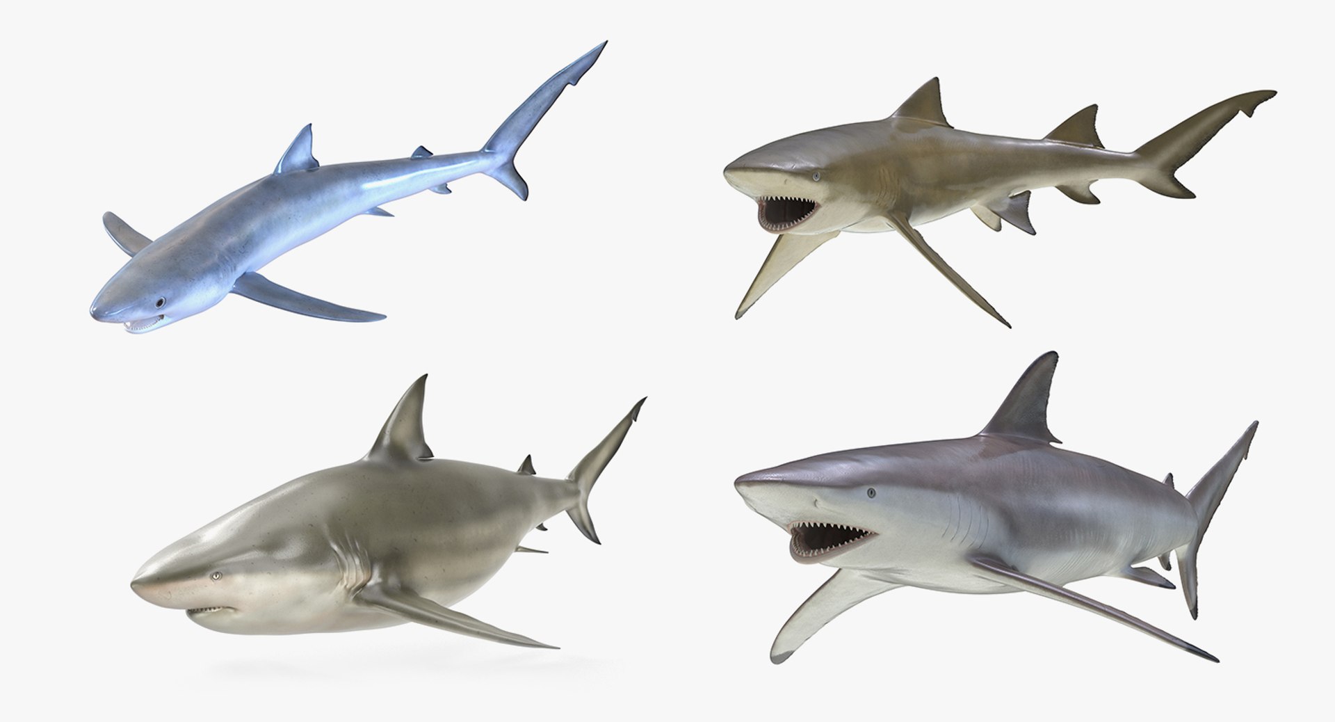 Sharks Rigged Collection 2 for Cinema 4D 3D model preview