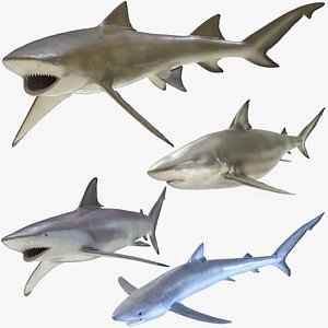 rigged sharks 2 3D model