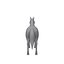 Horse Cartoon 02