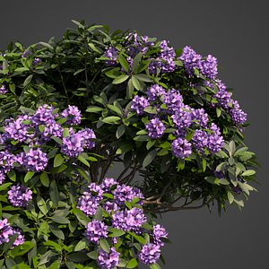 3D plants common rhododendron pbr model