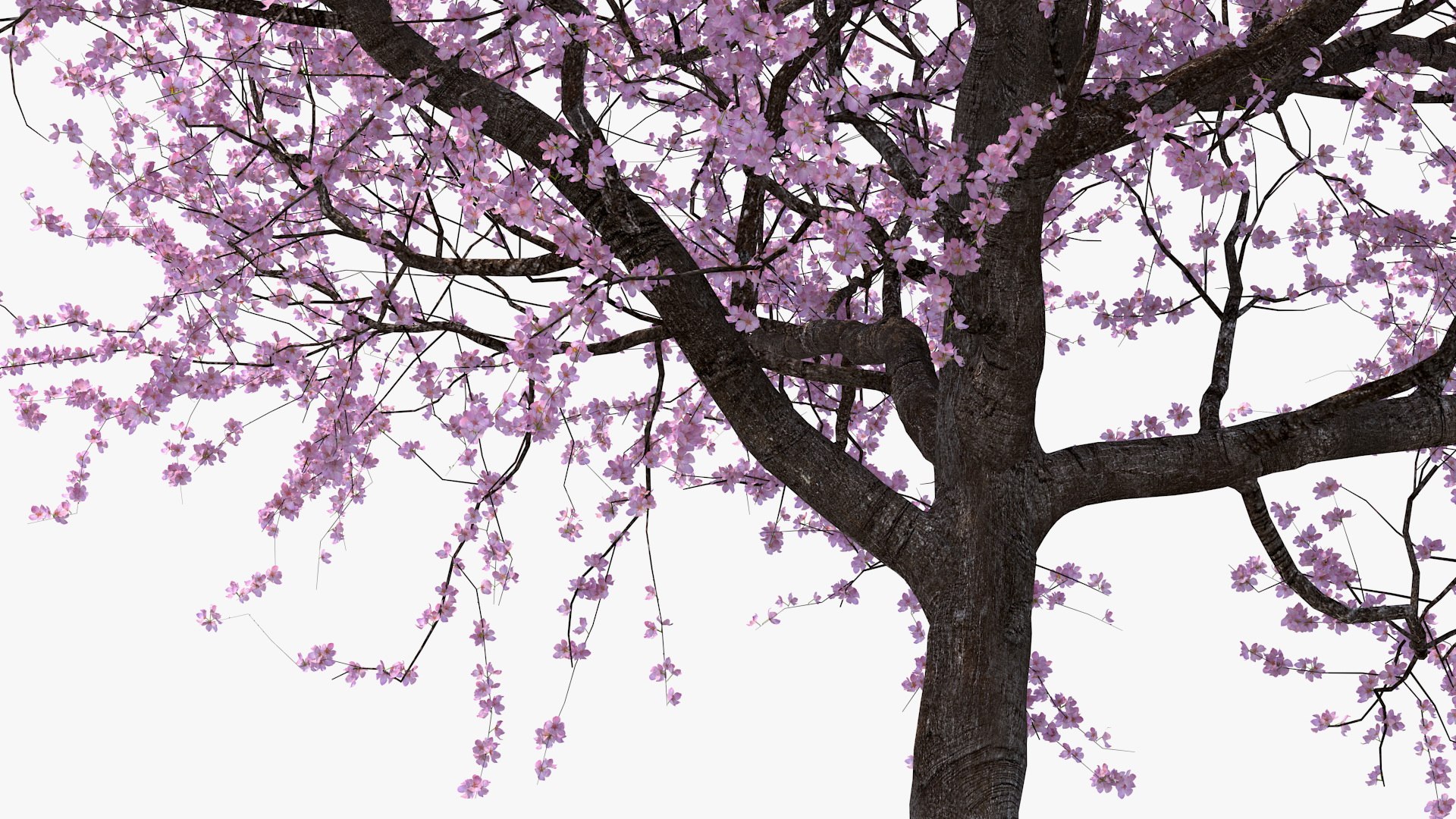 3D model flowering cherry tree https://p.turbosquid.com/ts-thumb/pL/kZ20M6/1kT5GV24/floweringcherrytree3dsmodel008/jpg/1565617212/1920x1080/fit_q87/189150c498faeb33e074540f8000d9a1812ced82/floweringcherrytree3dsmodel008.jpg