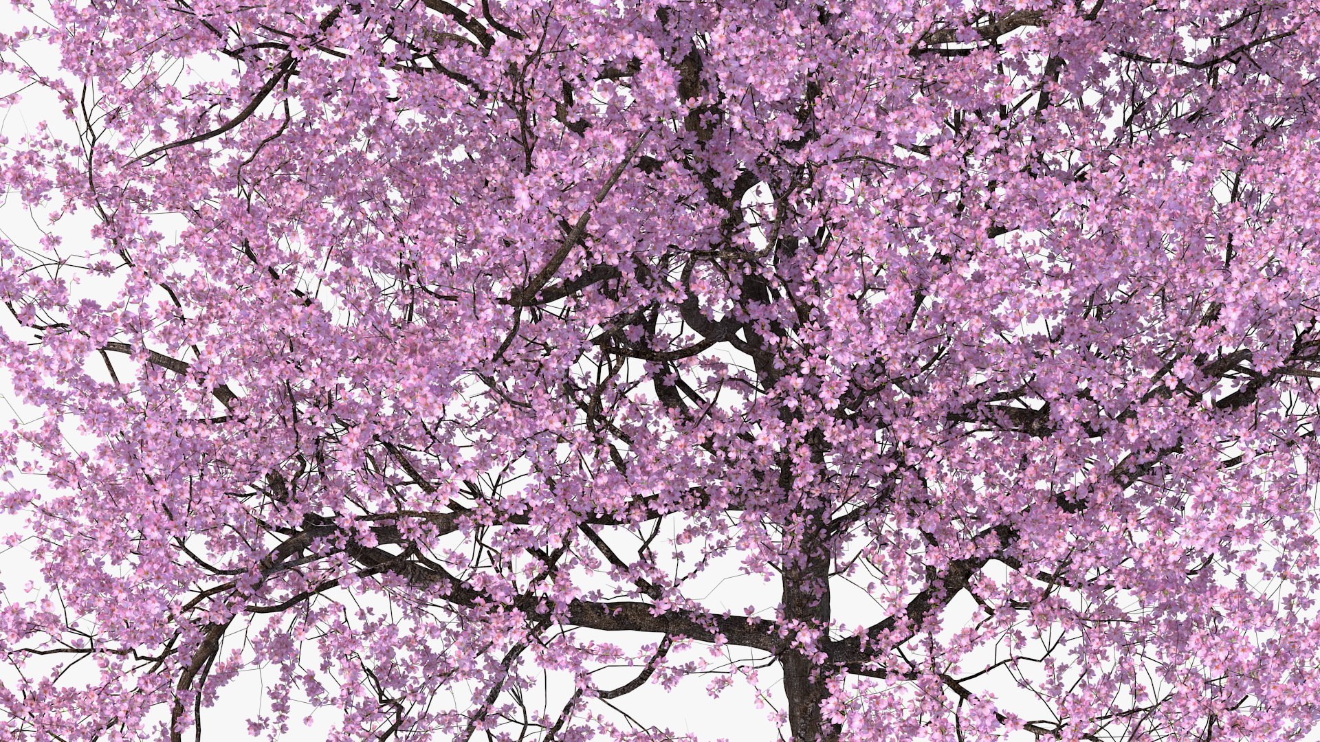3D model flowering cherry tree https://p.turbosquid.com/ts-thumb/pL/kZ20M6/1qsqSCHH/floweringcherrytree3dsmodel012/jpg/1565617232/1920x1080/fit_q87/6edac578088ac5e18631ad5d713f467bb241218f/floweringcherrytree3dsmodel012.jpg