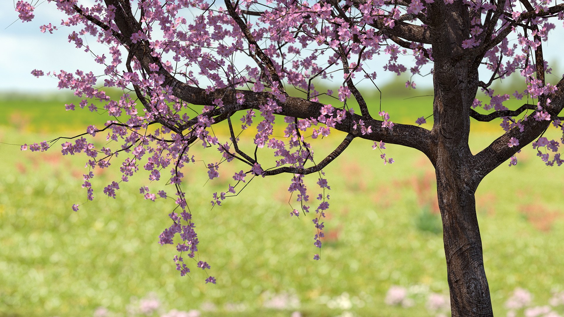 3D model flowering cherry tree https://p.turbosquid.com/ts-thumb/pL/kZ20M6/IlA68J9a/floweringcherrytree3dsmodel002/jpg/1565617184/1920x1080/fit_q87/1464c0a2908654994b0266c80e680514181025bc/floweringcherrytree3dsmodel002.jpg
