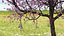 Flowering Cherry Tree