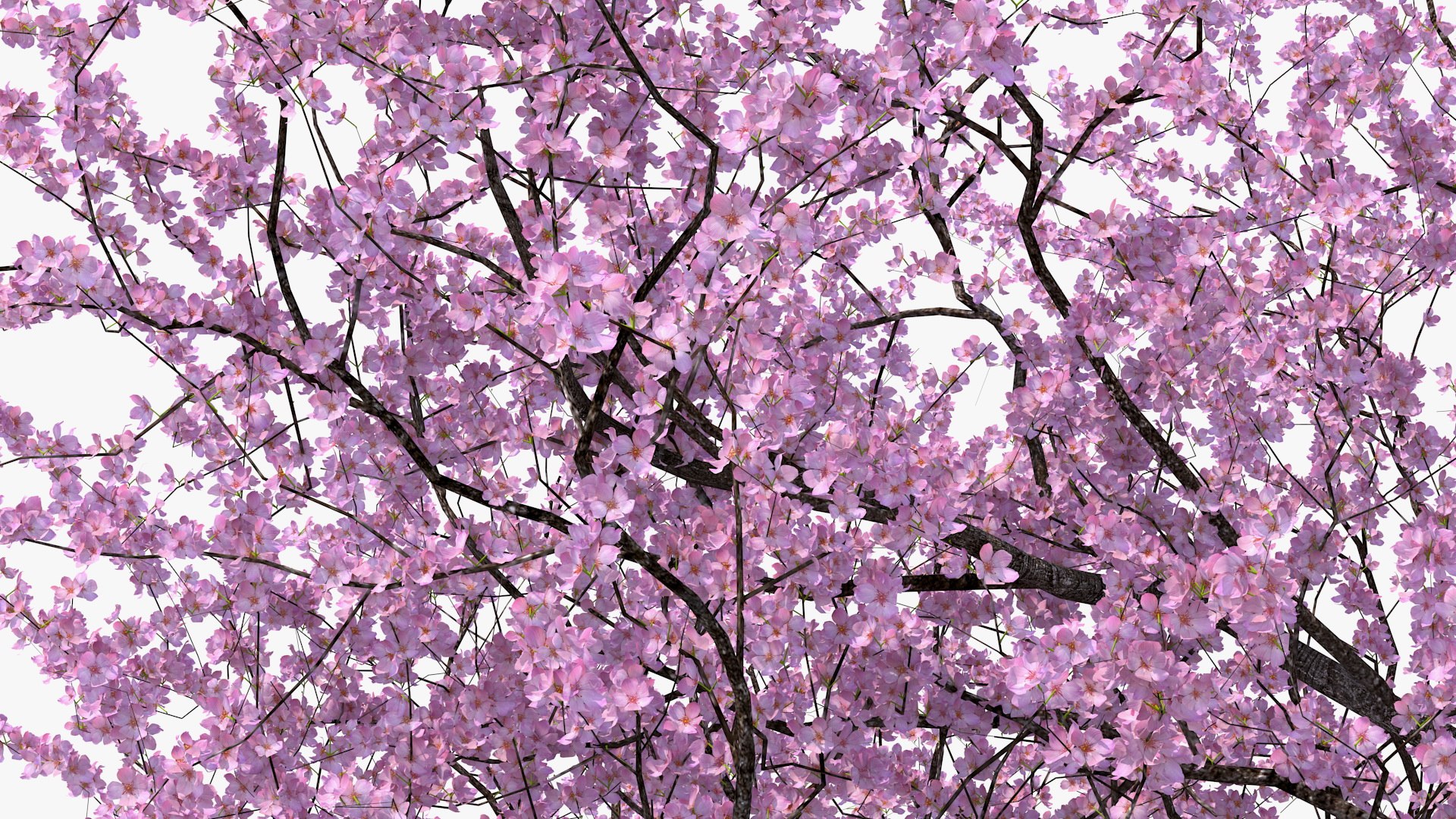 3D model flowering cherry tree https://p.turbosquid.com/ts-thumb/pL/kZ20M6/Mer5Aqn3/floweringcherrytree3dsmodel010/jpg/1565617222/1920x1080/fit_q87/2b5ce86c0c28d3de996e28e31c0d0371ffe209d3/floweringcherrytree3dsmodel010.jpg