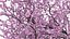 Flowering Cherry Tree