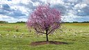 Flowering Cherry Tree
