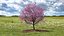 Cherry Tree Collection