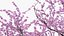 Flowering Cherry Tree